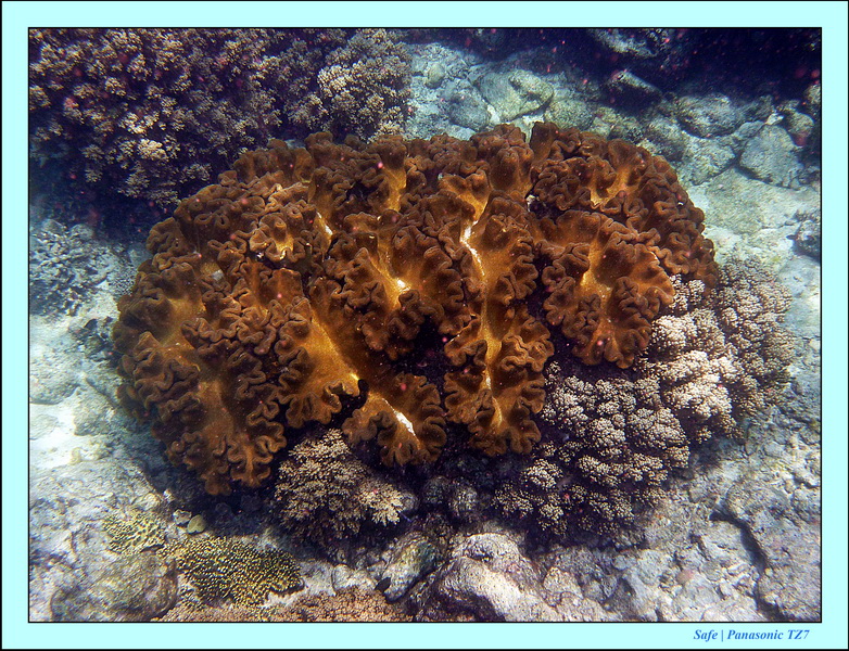 2012 - 07 - Apoh Island 64